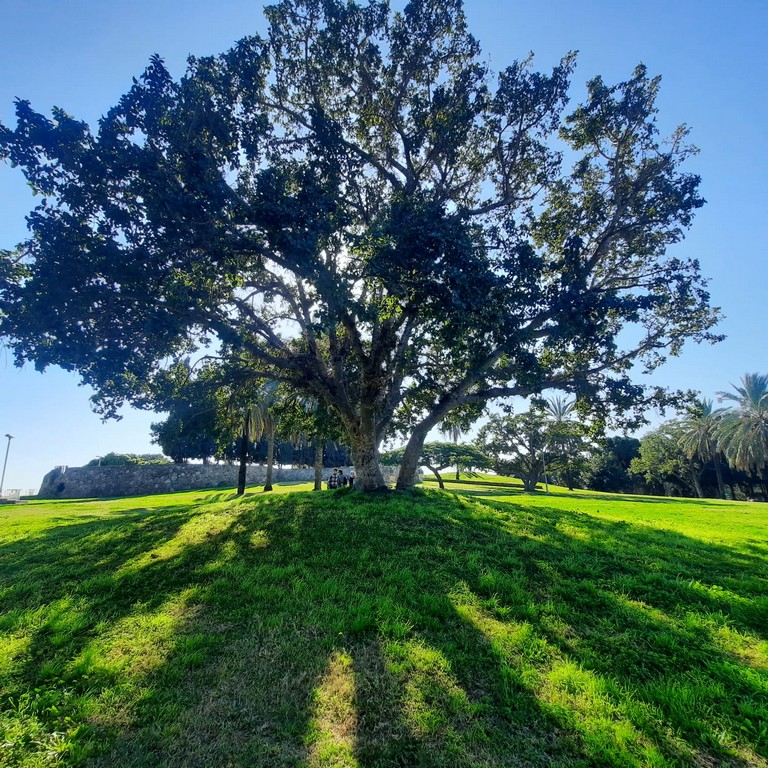 פארק תל גיבורים - חולון