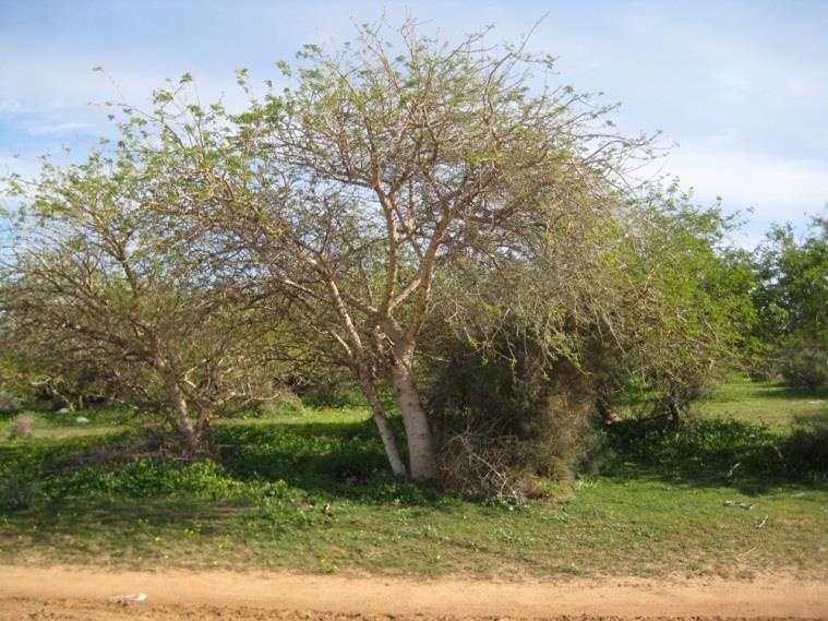 ניצנים – גבעה 69