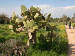 ניצנים – גבעה 69