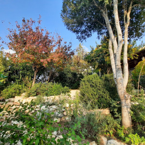 גינה פרטית משולבת בחורש הים תיכוני