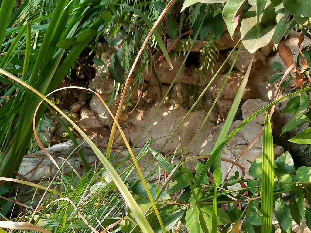 גינה פרטית משולבת בחורש הים תיכוני