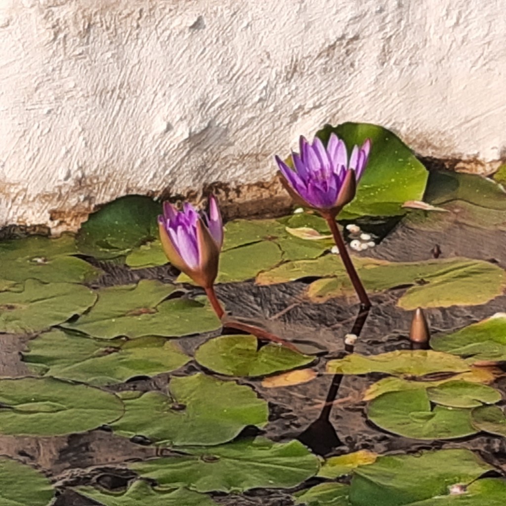 גינה פרטית משולבת בחורש הים תיכוני