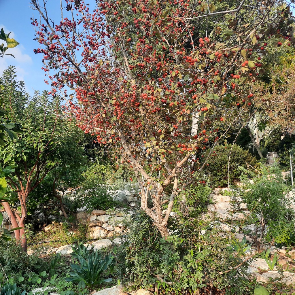 גינה פרטית משולבת בחורש הים תיכוני