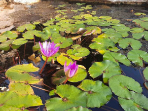 גינה פרטית משולבת בחורש הים תיכוני