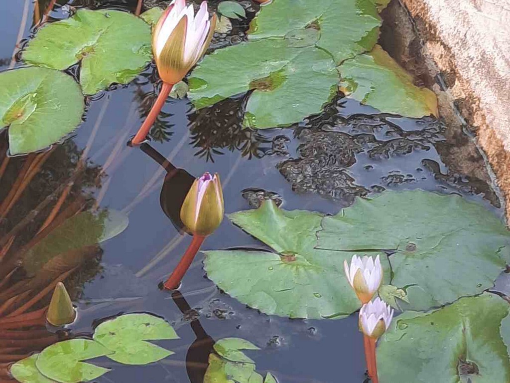 גינה פרטית משולבת בחורש הים תיכוני