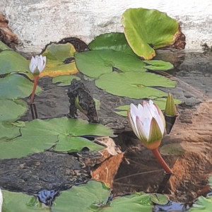 גינה פרטית משולבת בחורש הים תיכוני