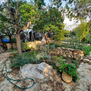 גינה פרטית משולבת בחורש הים תיכוני