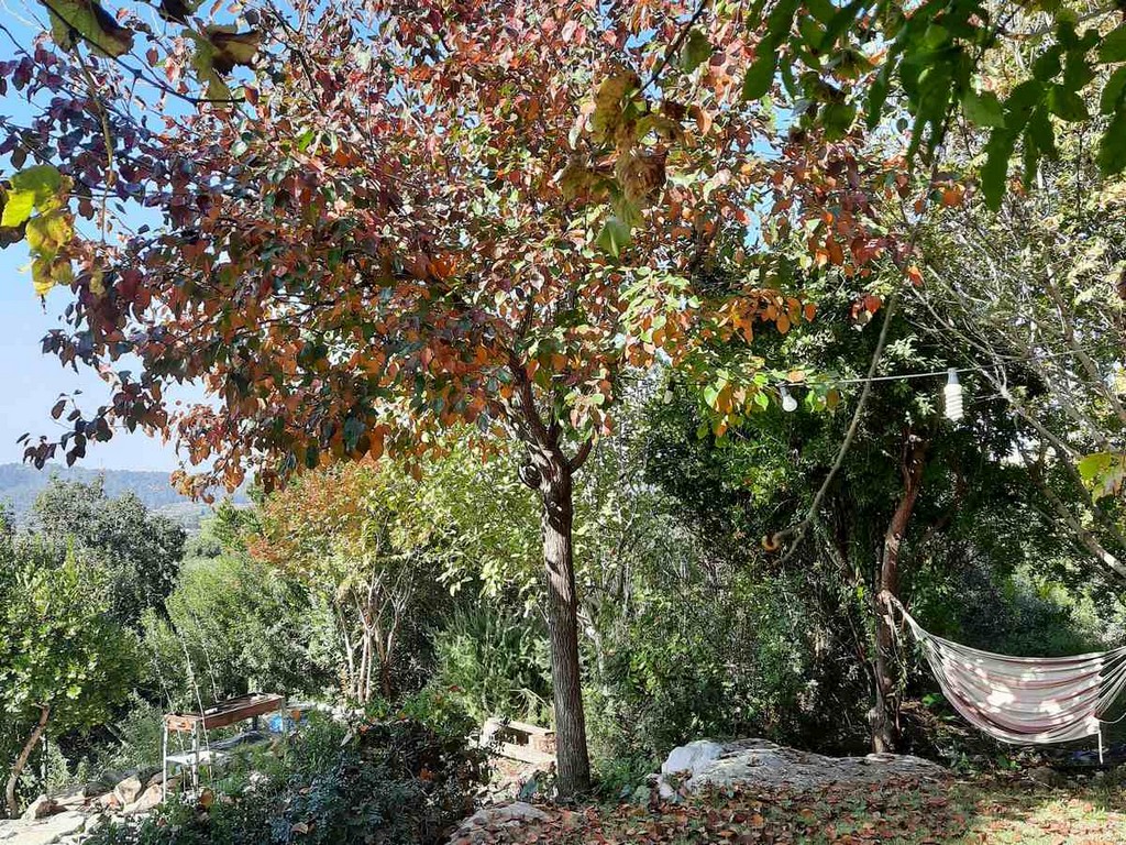 גינה פרטית משולבת בחורש הים תיכוני