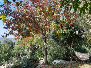 גינה פרטית משולבת בחורש הים תיכוני