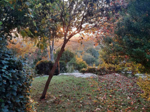 גינה פרטית משולבת בחורש הים תיכוני