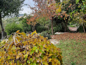 גינה פרטית משולבת בחורש הים תיכוני