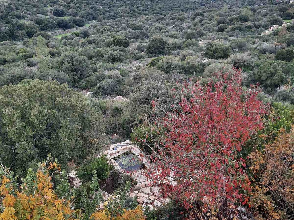 גינה פרטית משולבת בחורש הים תיכוני