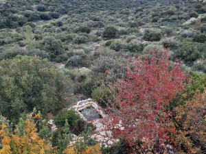 גינה פרטית משולבת בחורש הים תיכוני