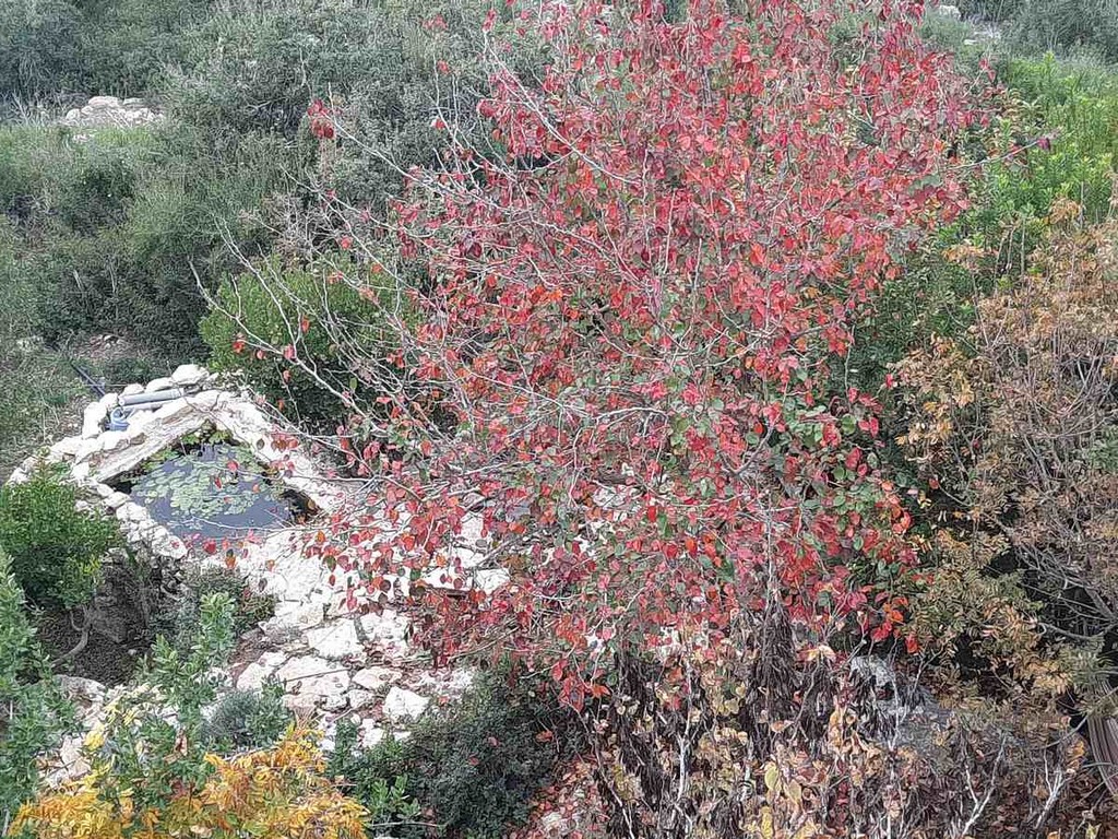 גינה פרטית משולבת בחורש הים תיכוני