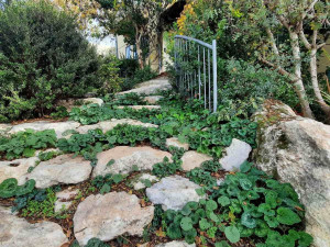 גינה פרטית משולבת בחורש הים תיכוני