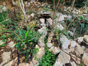 גינה פרטית משולבת בחורש הים תיכוני