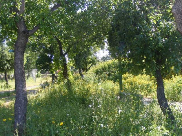 פארק החורשות באבו כביר