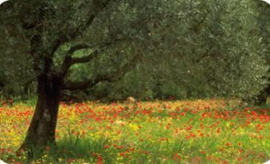 פארק החורשות באבו כביר