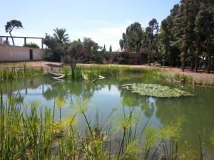 פארק החורשות באבו כביר