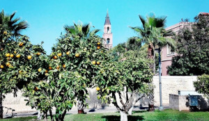 פארק החורשות באבו כביר