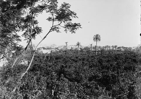 פארק החורשות באבו כביר