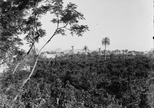 פארק החורשות באבו כביר