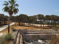 פארק החורשות באבו כביר