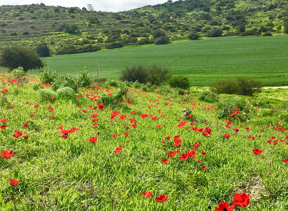 שמורה ביוספרית בשפלת יהודה
