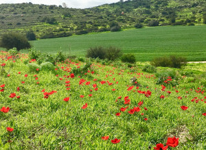 שמורה ביוספרית בשפלת יהודה