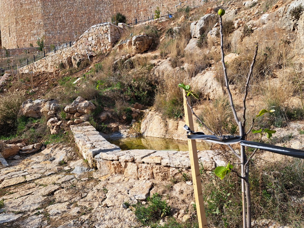 אפרת פארק מרכזי – פארק אמות המים
