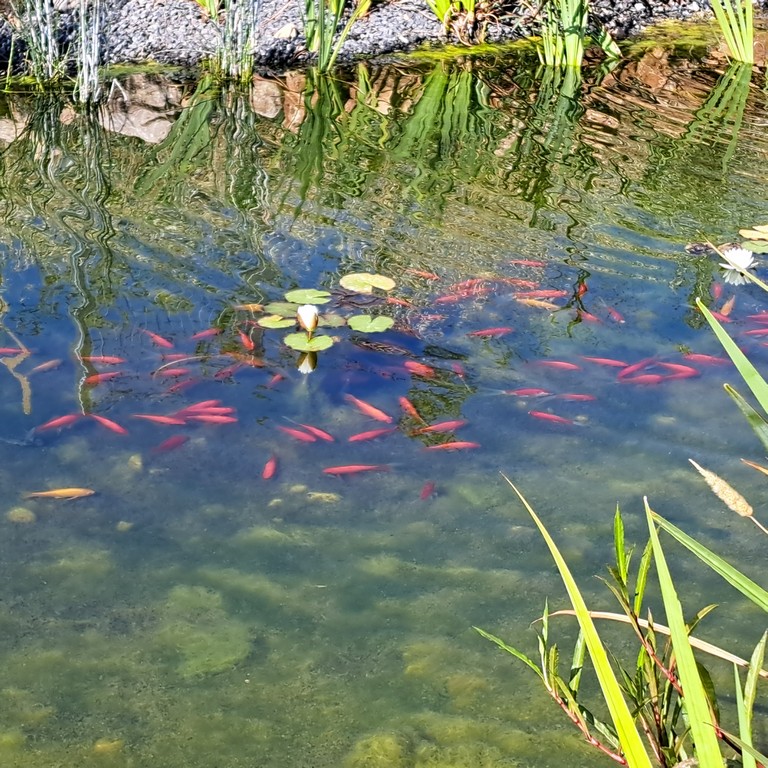 אפרת פארק מרכזי – פארק אמות המים