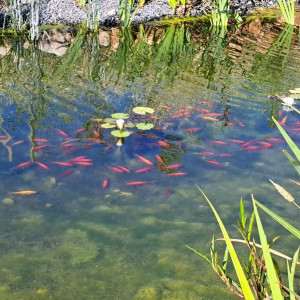 אפרת פארק מרכזי – פארק אמות המים