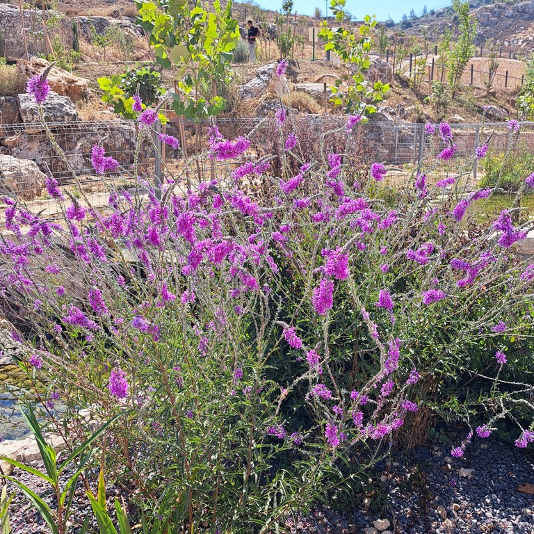 אפרת פארק מרכזי – פארק אמות המים