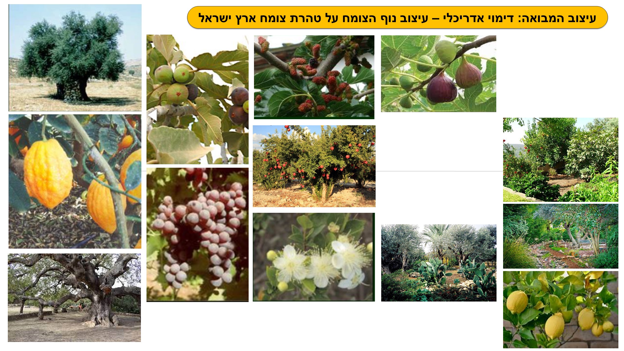 גן לאומי תל באר שבע - פיתוח מבואה חדשה