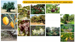 גן לאומי תל באר שבע - פיתוח מבואה חדשה