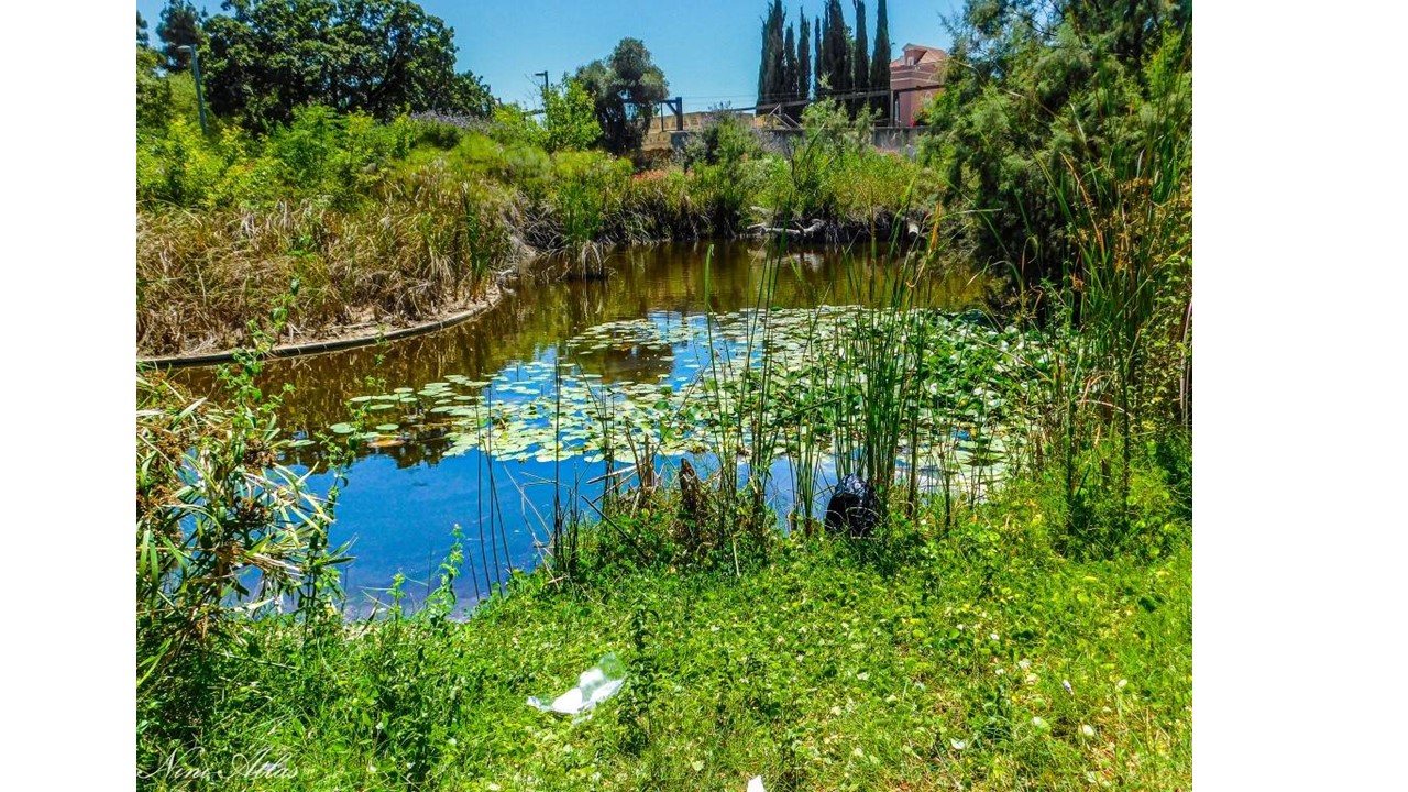 פארק החורשות באבו כביר