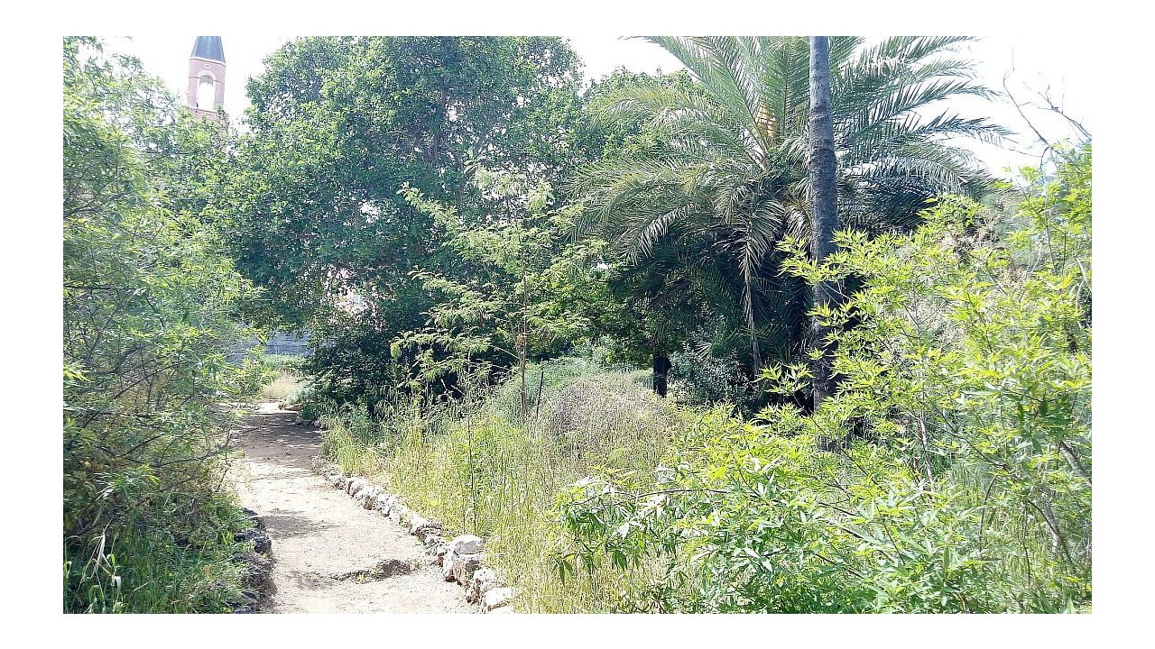 פארק החורשות באבו כביר