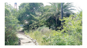 פארק החורשות באבו כביר